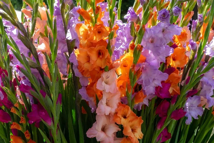 Blühende Gladiolen in verschiedenen Farben